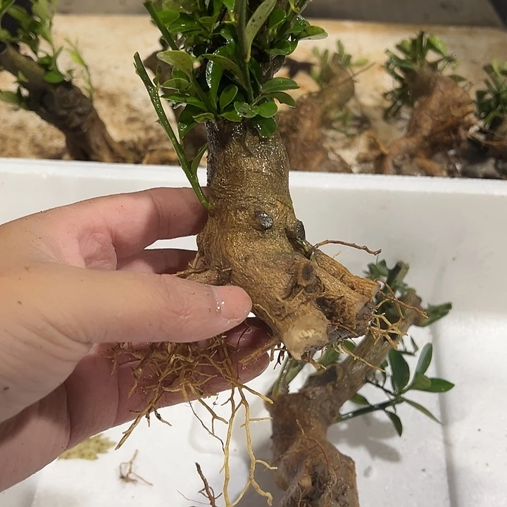 二***一无花朵金豆盆景金豆