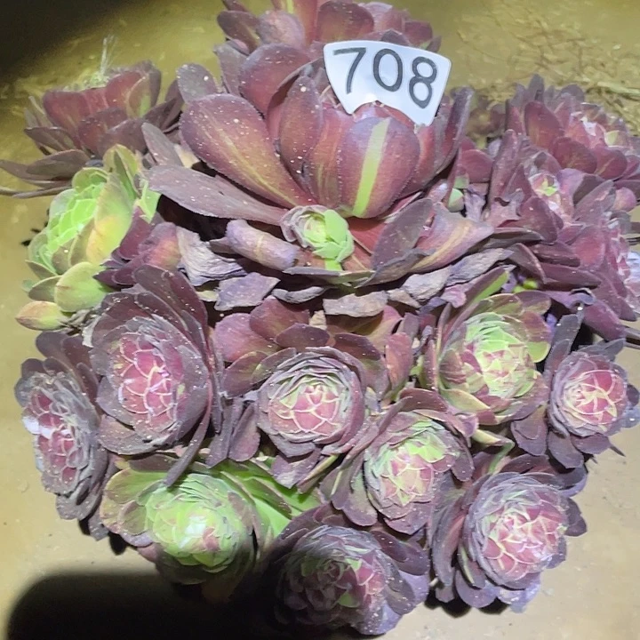 多肉植物法师708花月夜