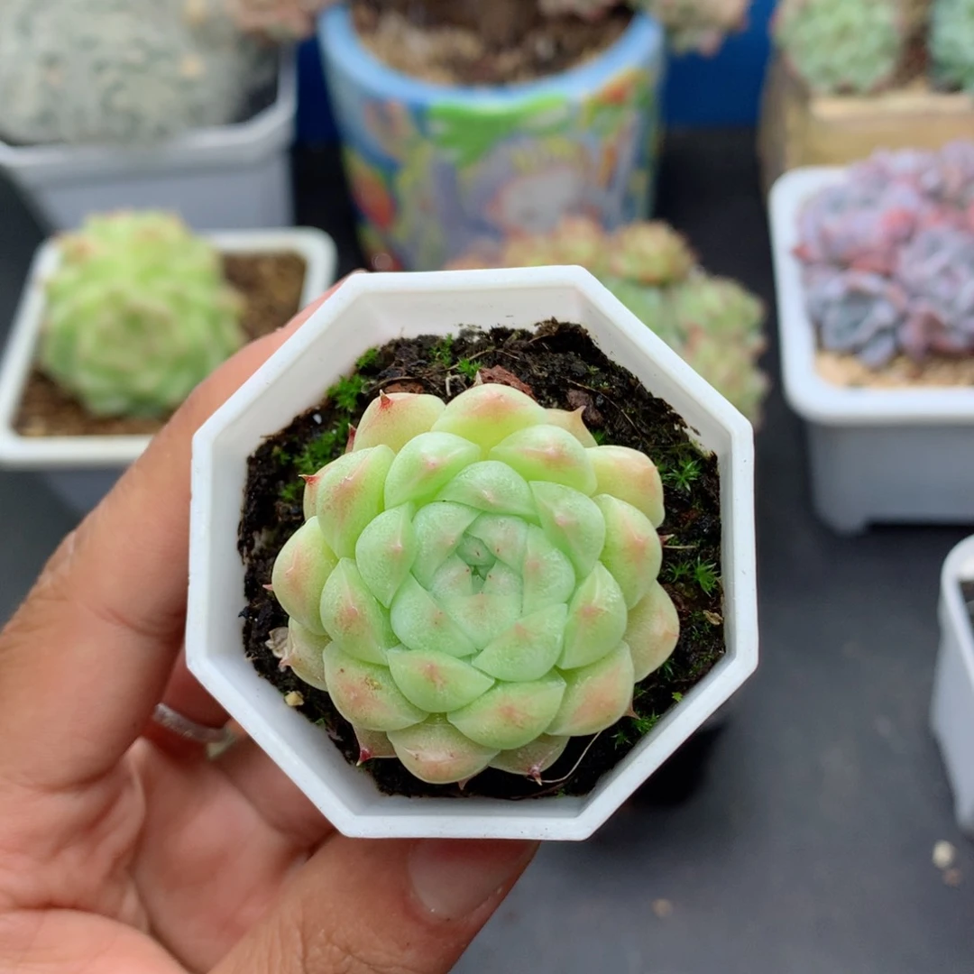 58包邮  群生不包整39