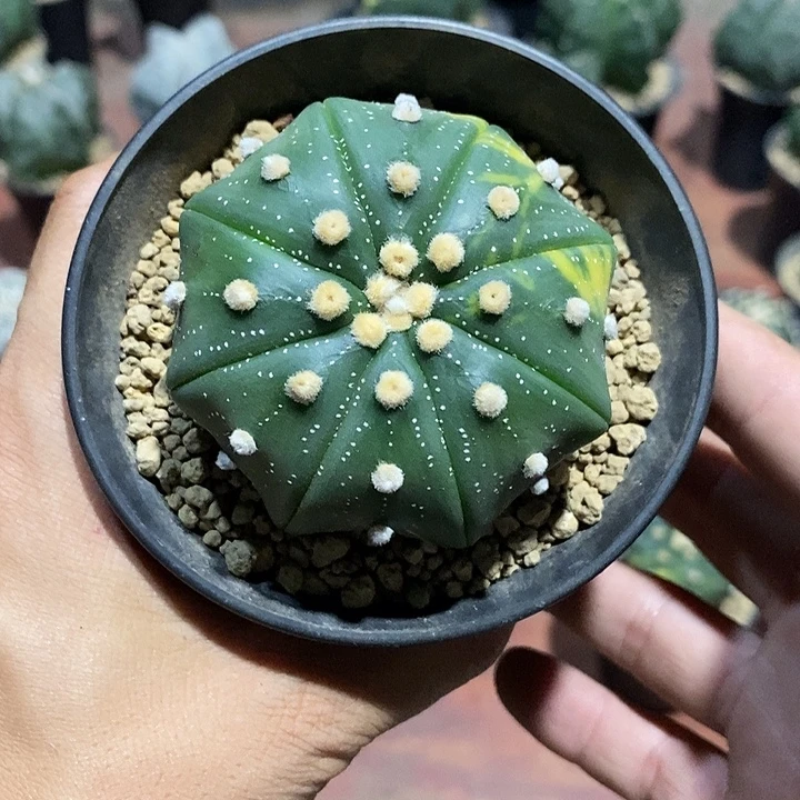 光***行星兜锦实生脱土发货