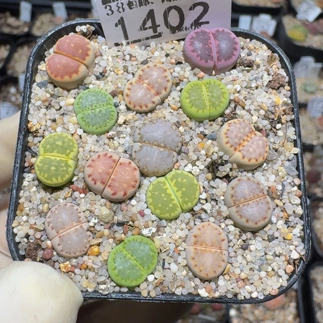 zzzz精品生石花1402全窗