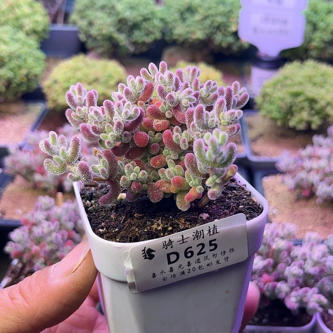625优选冰晶枝干番杏