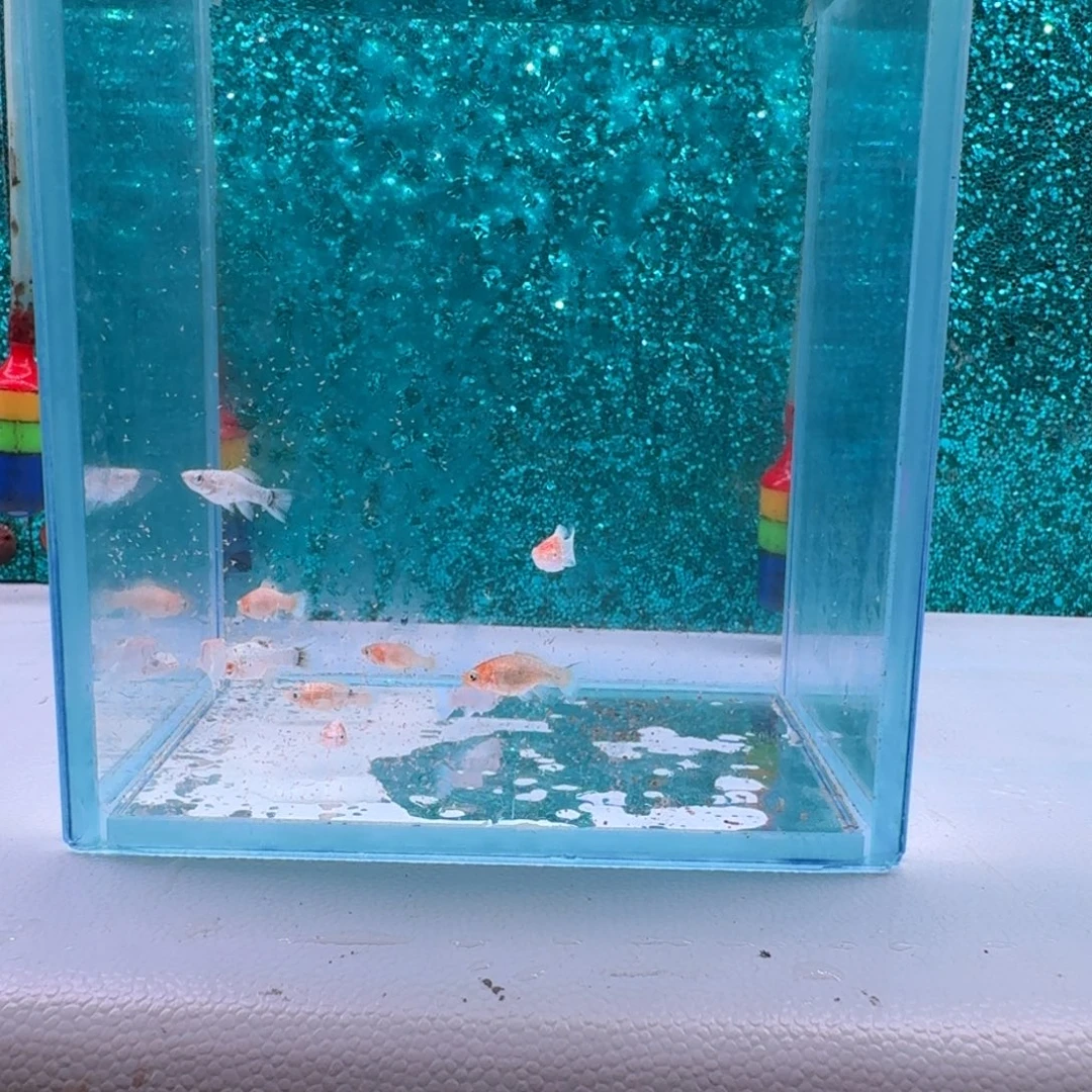 黑玛丽鱼557号玛丽10条