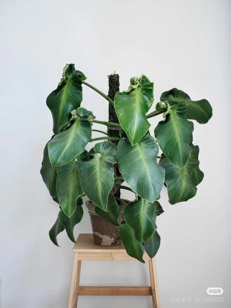 【乌鲁木齐发货】卷叶猪皮蔓绿绒室内桌面盆栽绿植热带植物热植INS