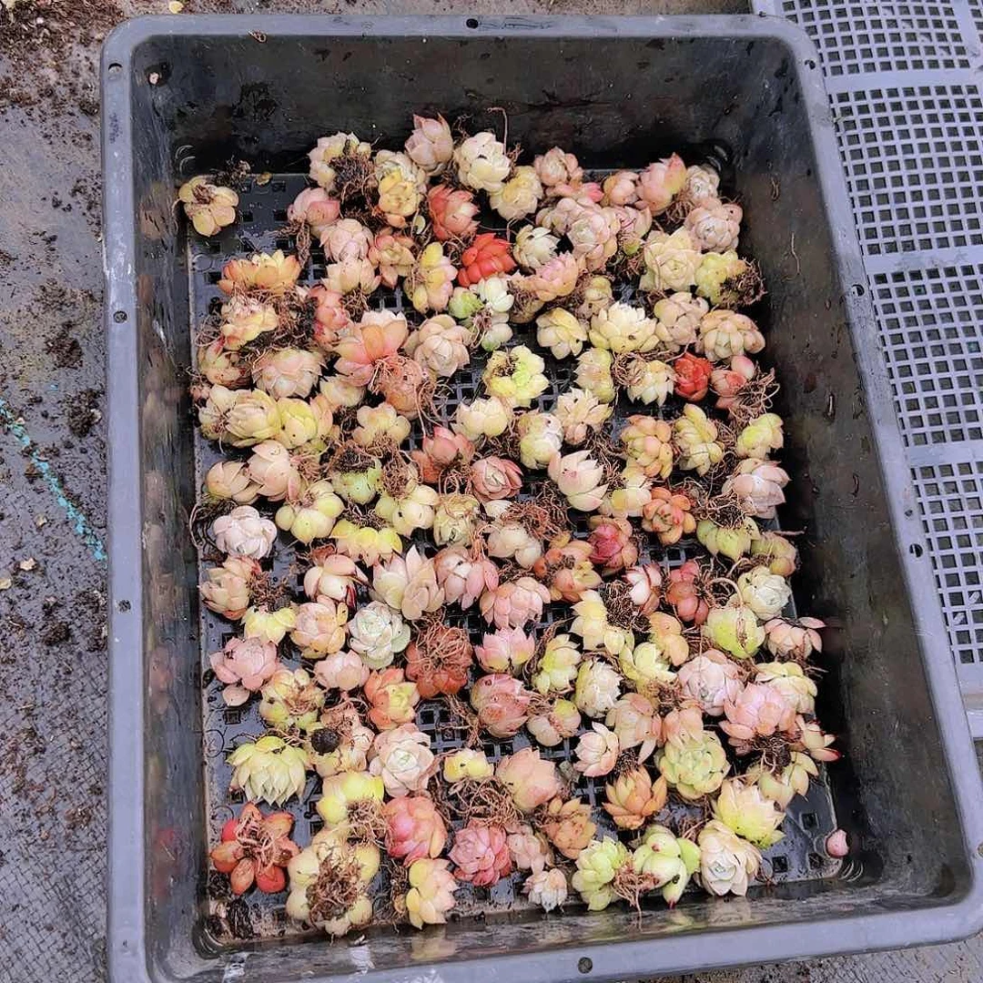 整筐保底50颗以上量拍