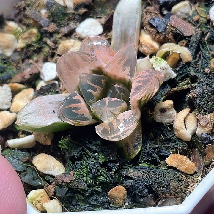585粉白糊斑花水晶锦