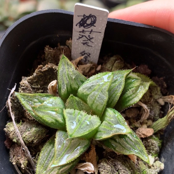 葵祭一物一拍带盆