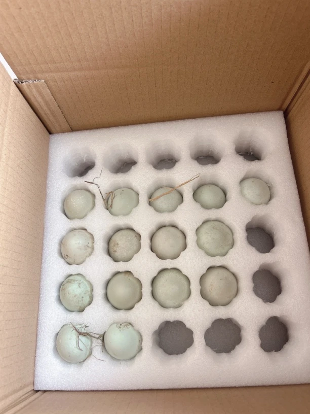 驰威农场散养鸭蛋50枚装