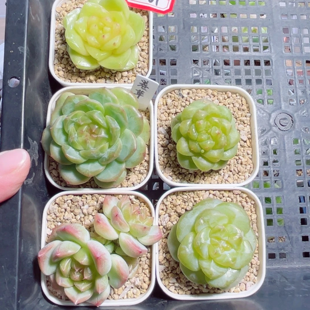 拾***°B261一物一拍 打包5个