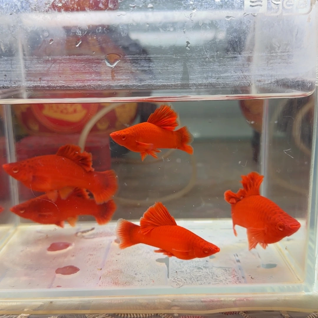 红剑鱼三母两公大扇尾种鱼