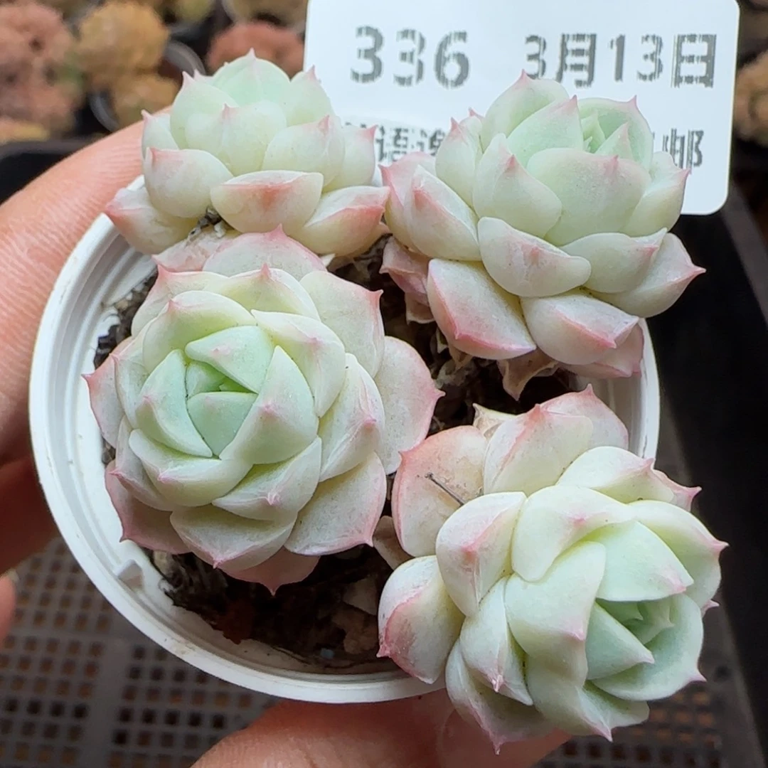 杨*丽花语逸镜0313-336