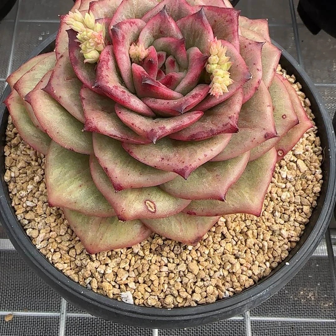 从前慢花园精选蔷薇