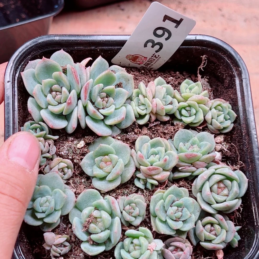 多肉植物多肉植物