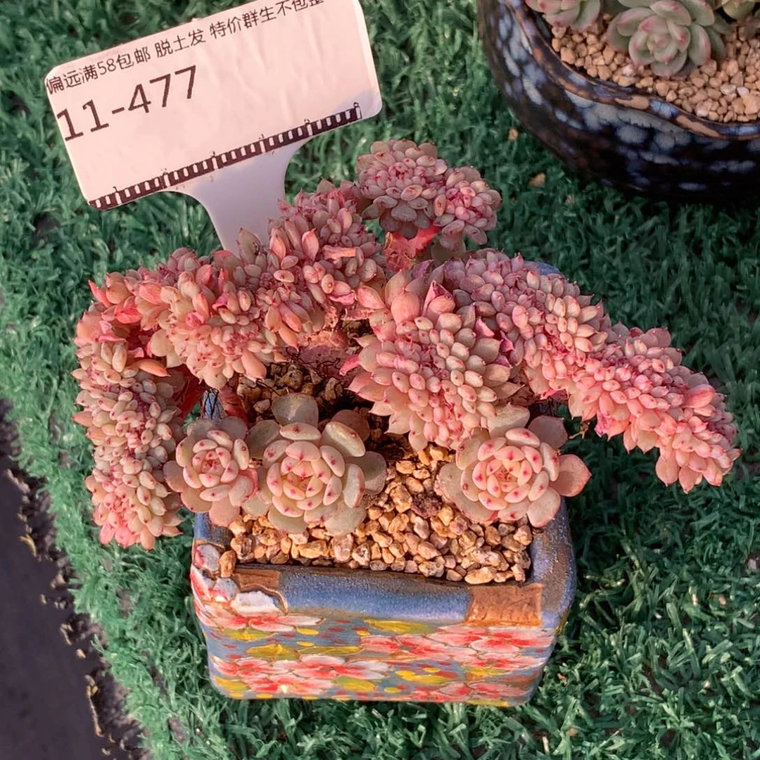 白胖子造型缀化精品多肉