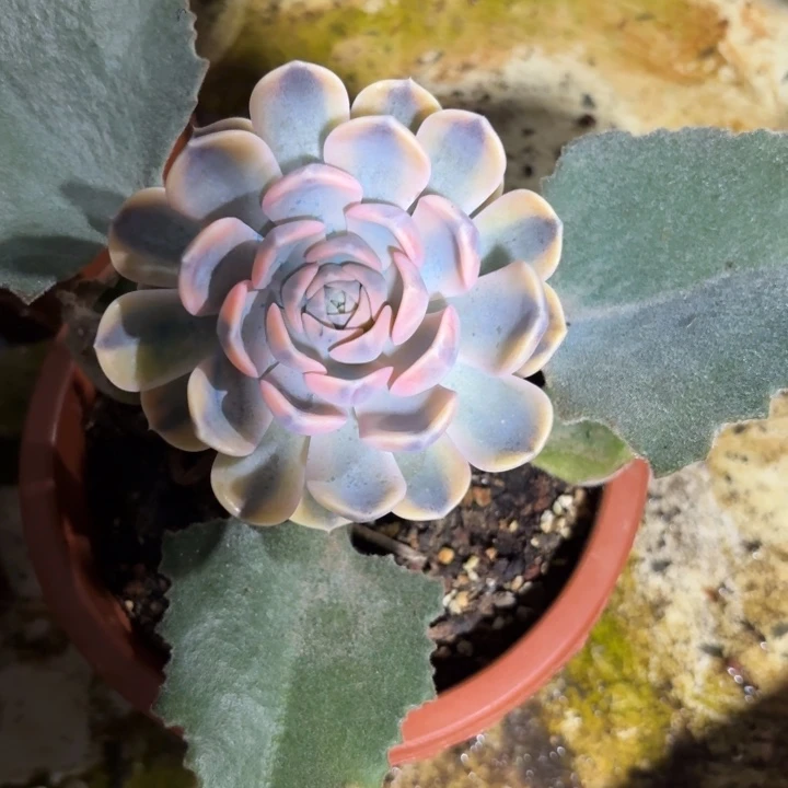 汉堡锦一物一拍好看
