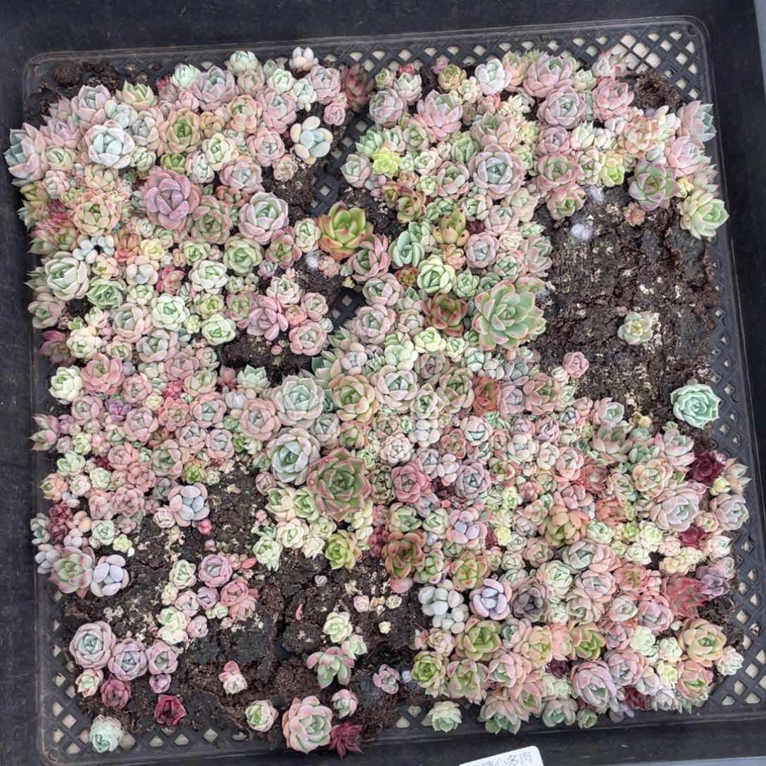 云糖心多肉植物253