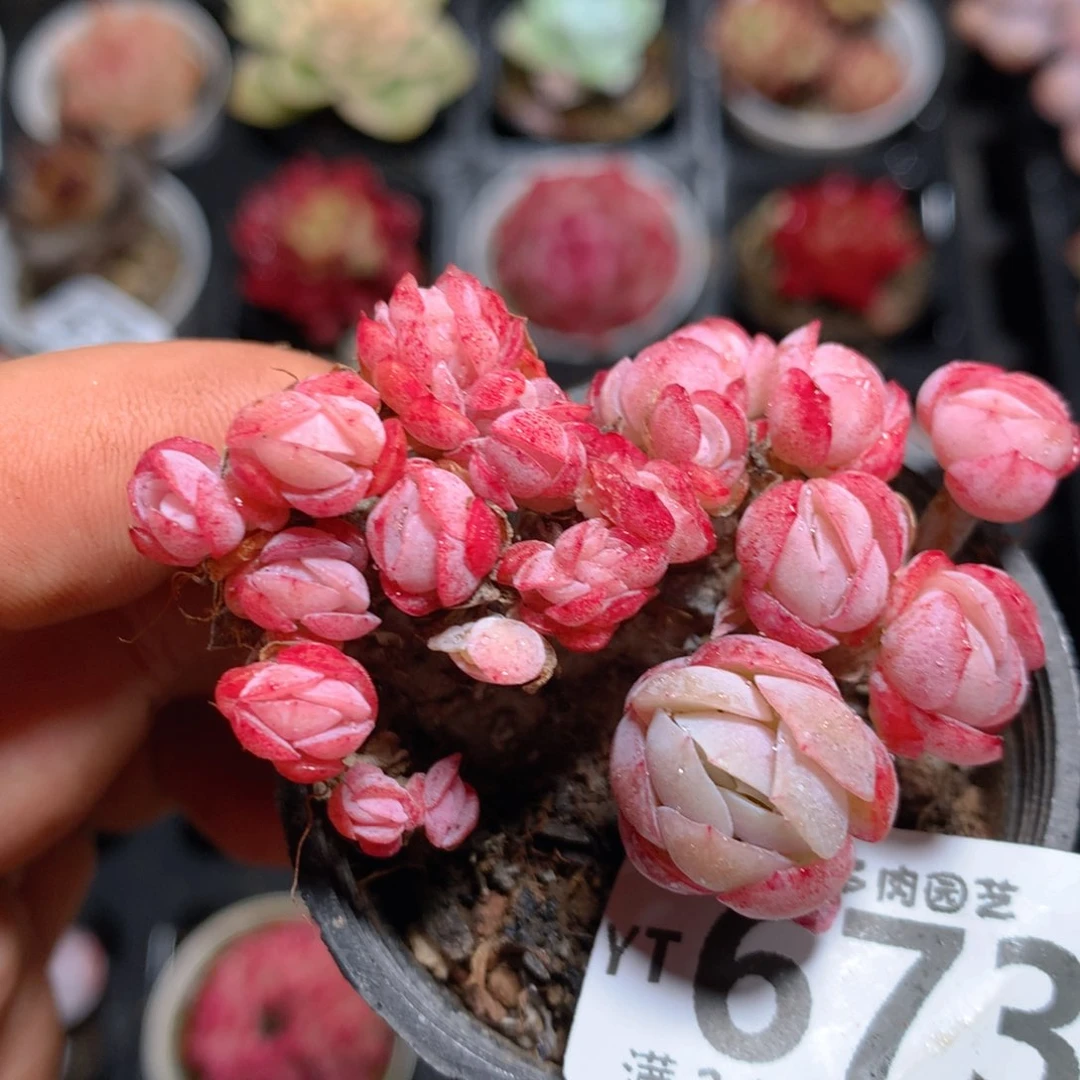 米*5CM拇指盆精控多肉YT673