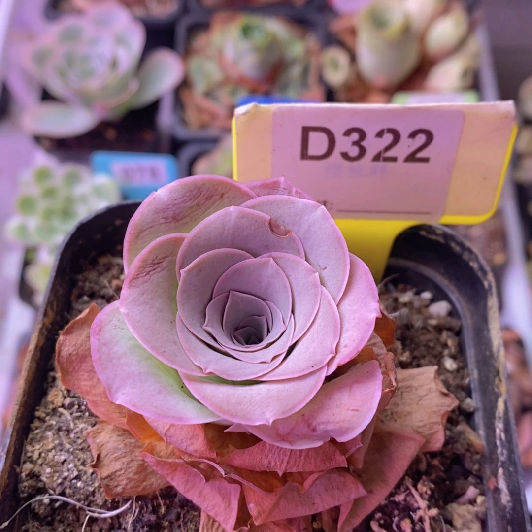 绮梦晨光一物一拍D322 裸根发