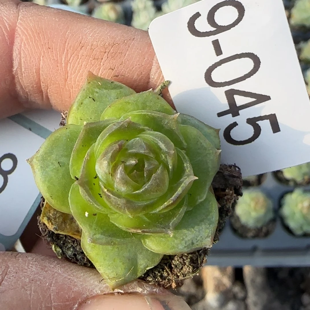 多肉小卡拉米糖心一物一拍