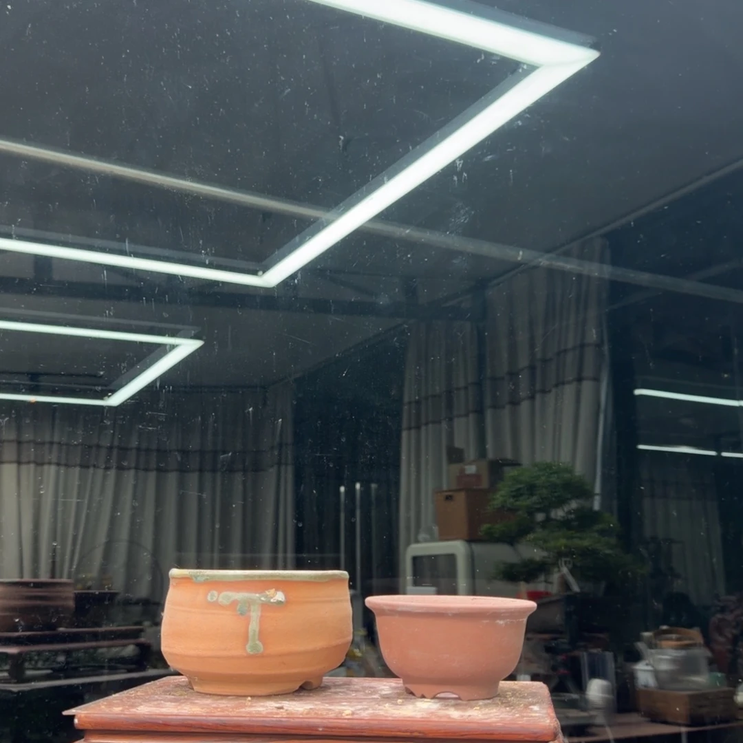 星***)无花朵花卉苗木花卉苗木