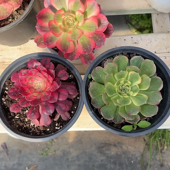 法师多肉植物小花