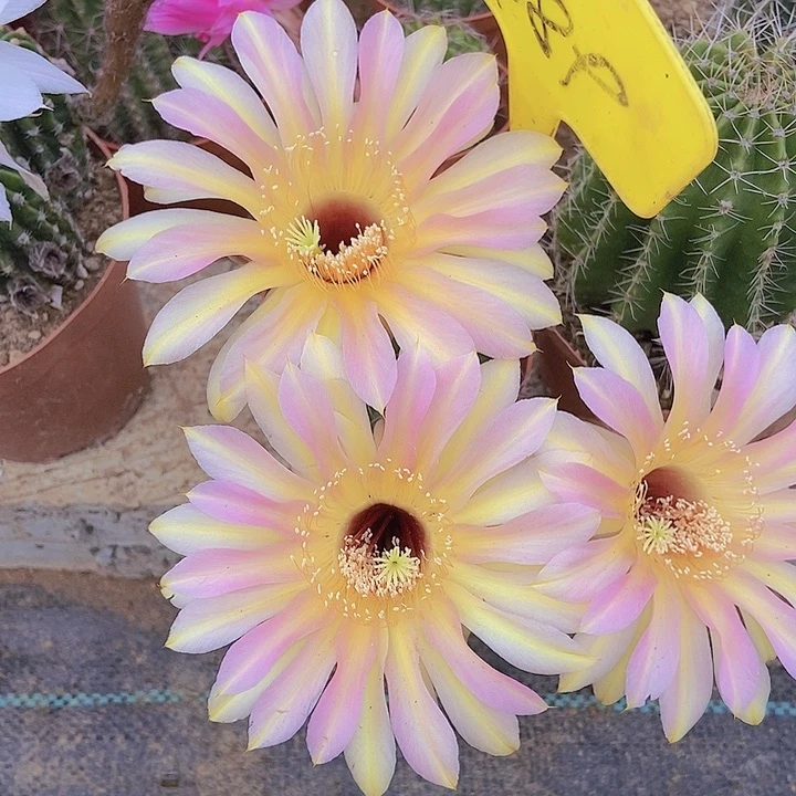 懂***你仙人掌A089脱土摘花发货