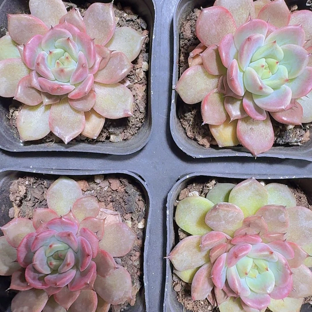 精品神迪多肉植物