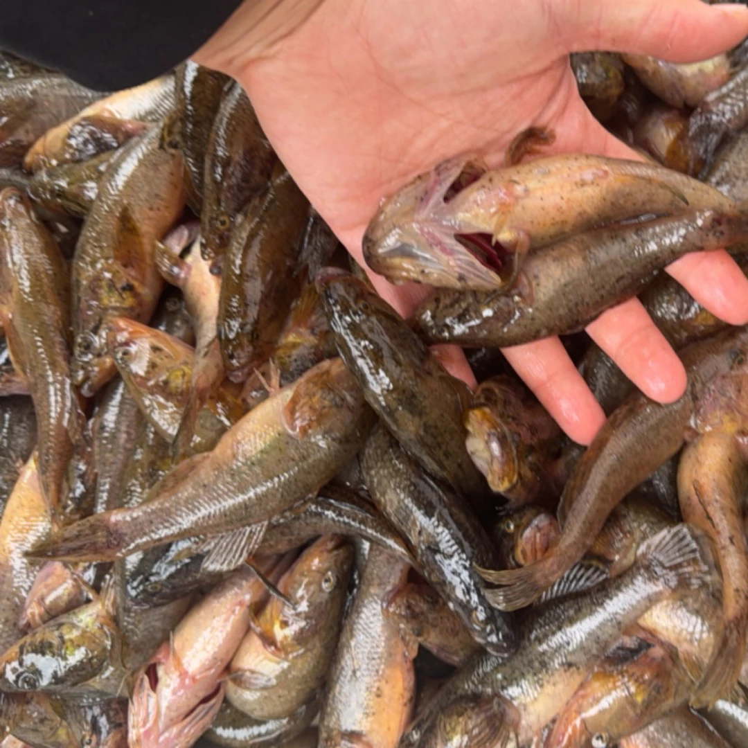 老头鱼保鲜不保活 (活体发货)