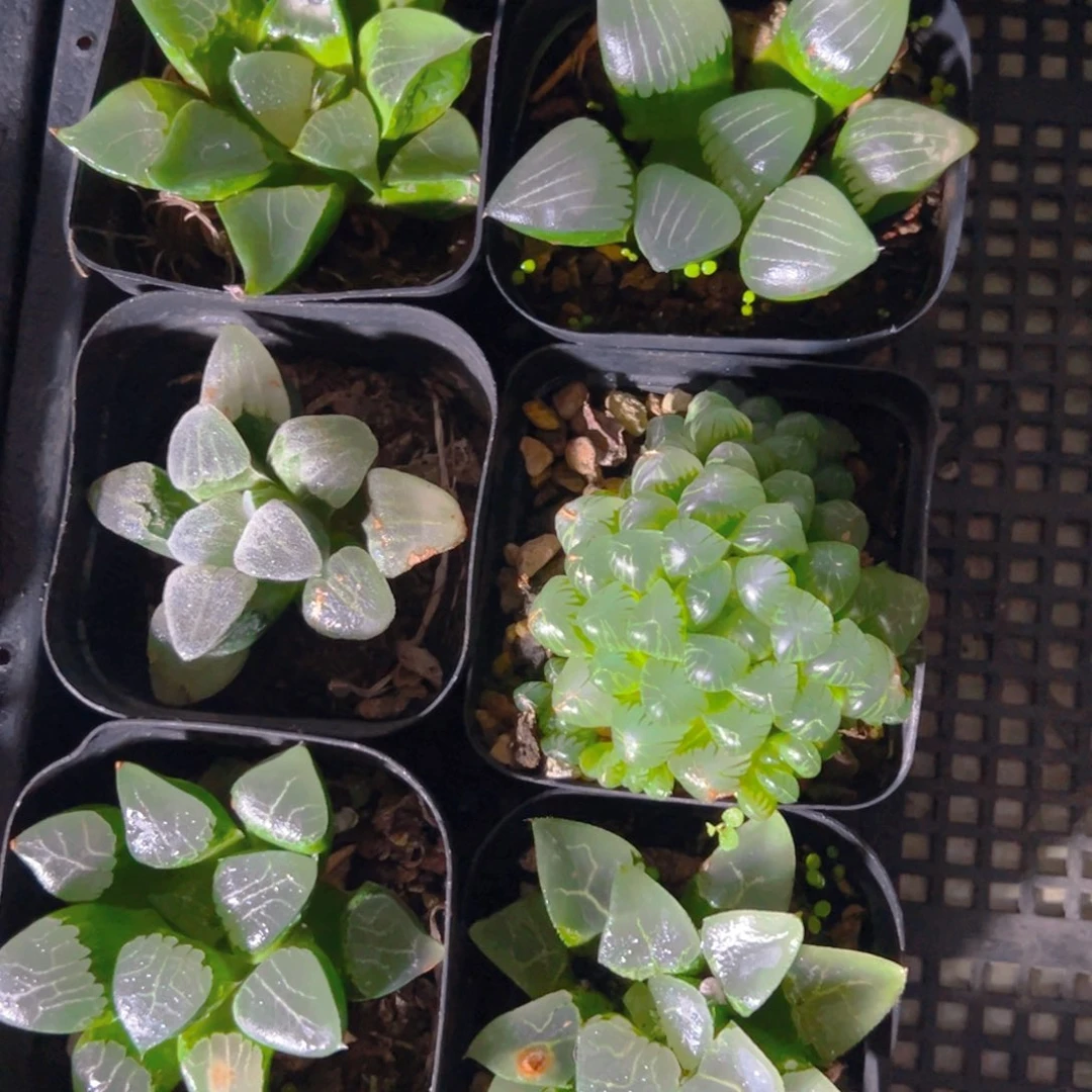 套餐玉露多肉多肉6颗