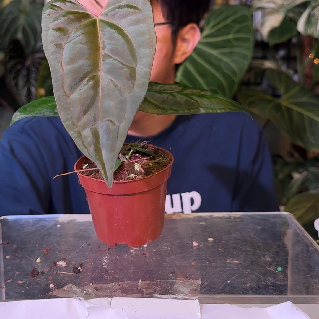 不开花植物C108papifs杂蝠鲼