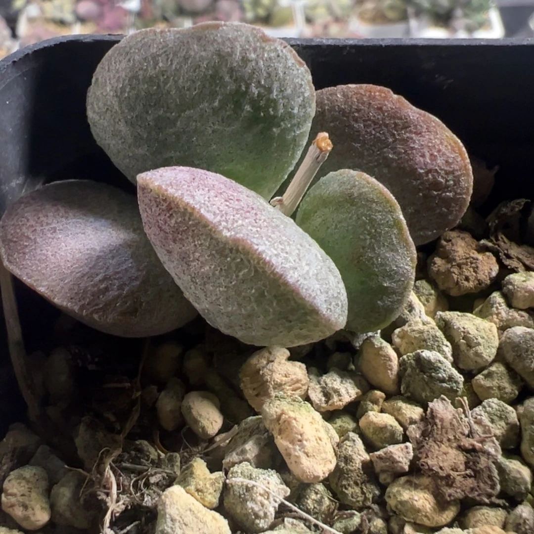 特价实生新品单头纯木质桩多肉植物
