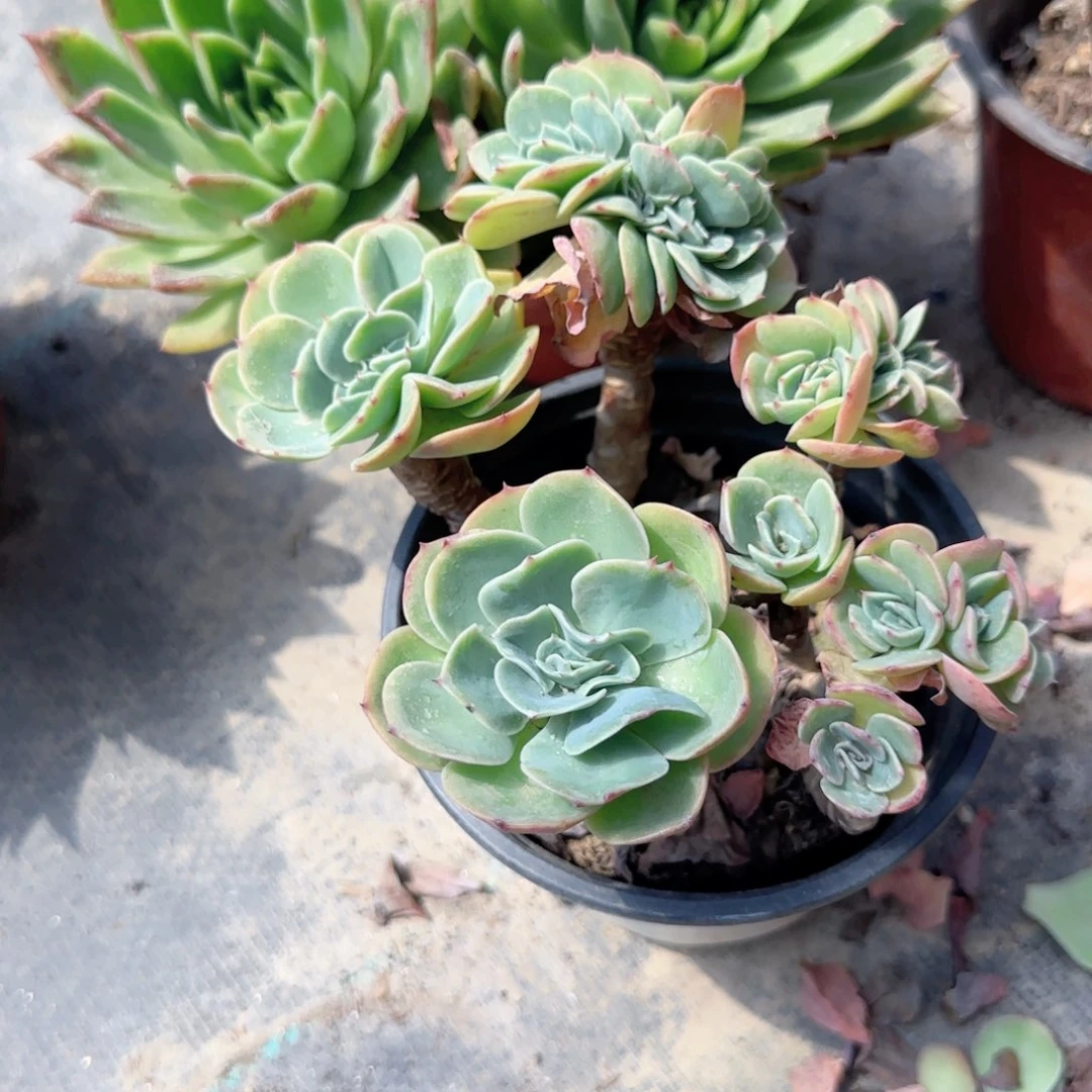 无花朵开***花阿斯梅拉达缀化多肉植物