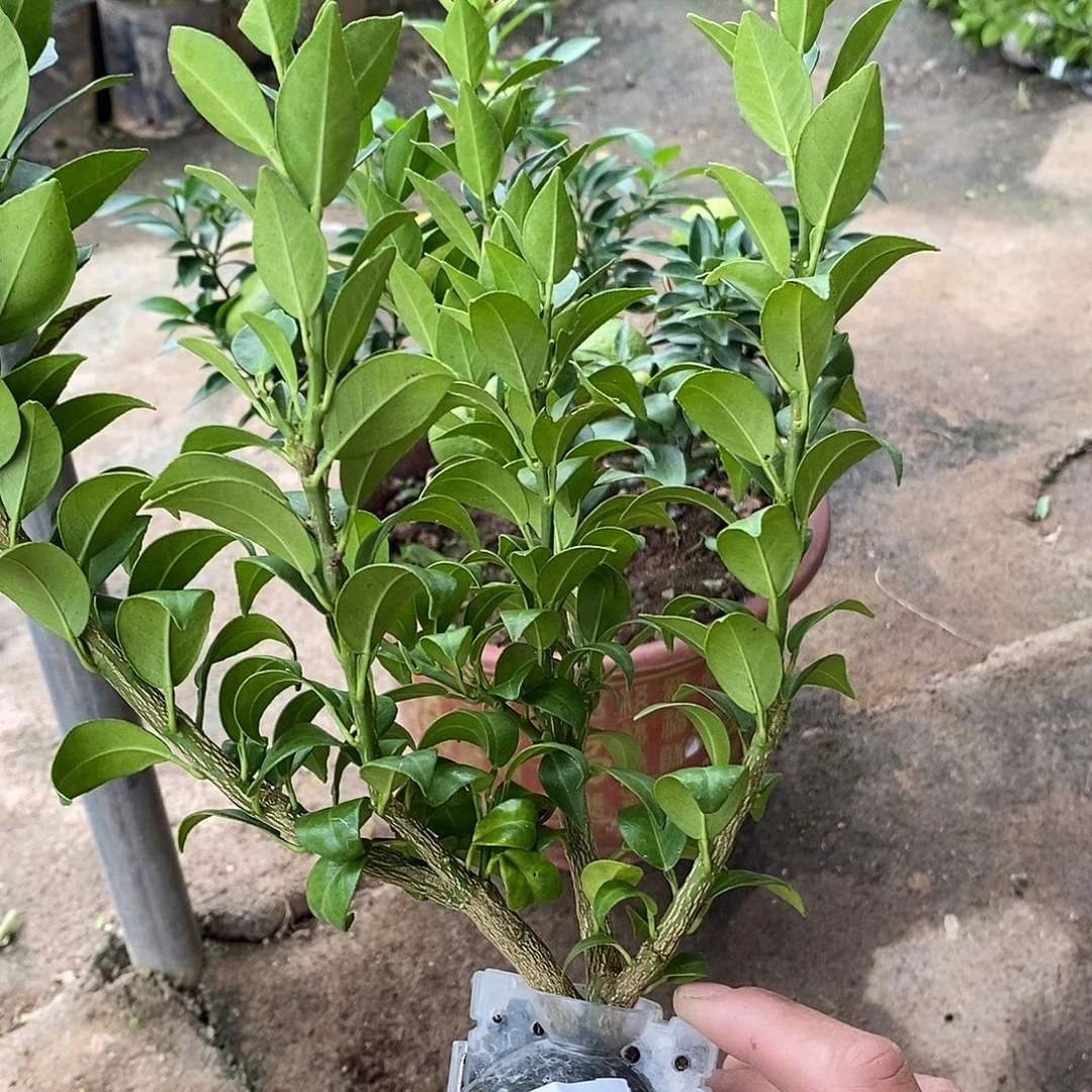 拾***ε无花朵八房间八房