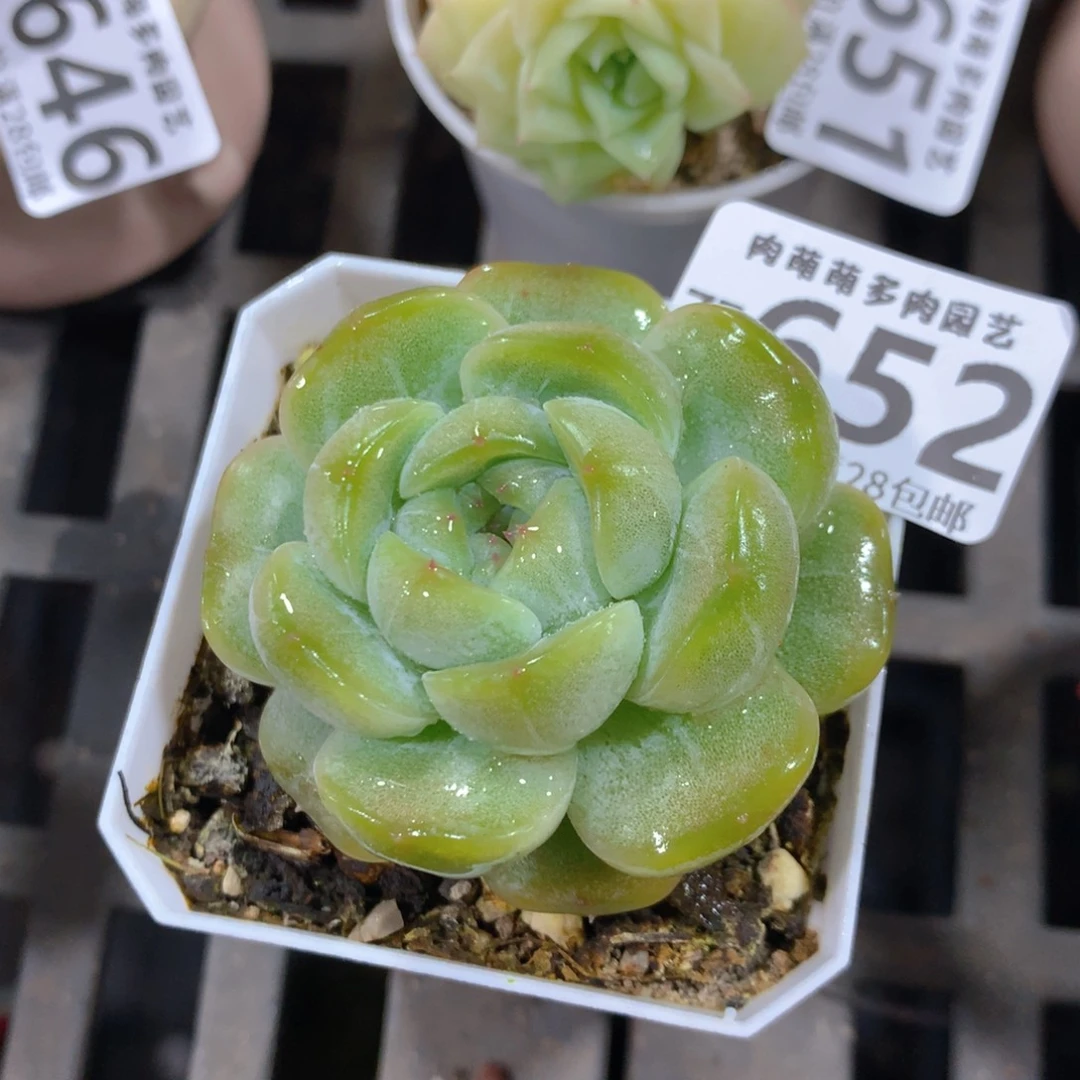 5CM拇指盆精控多肉ZF652