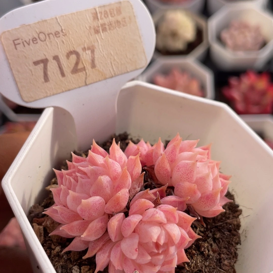 朱砂痣7127-5.0厘米