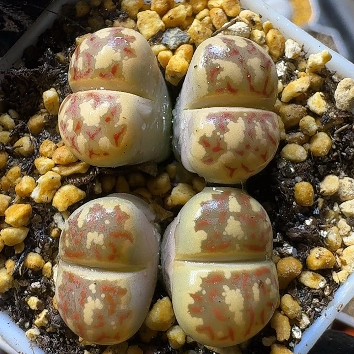 11112生石花。   93