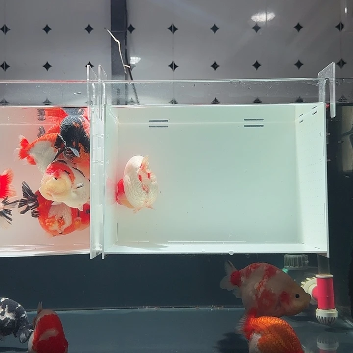 双***恩海水鱼知恩一条红头兰寿