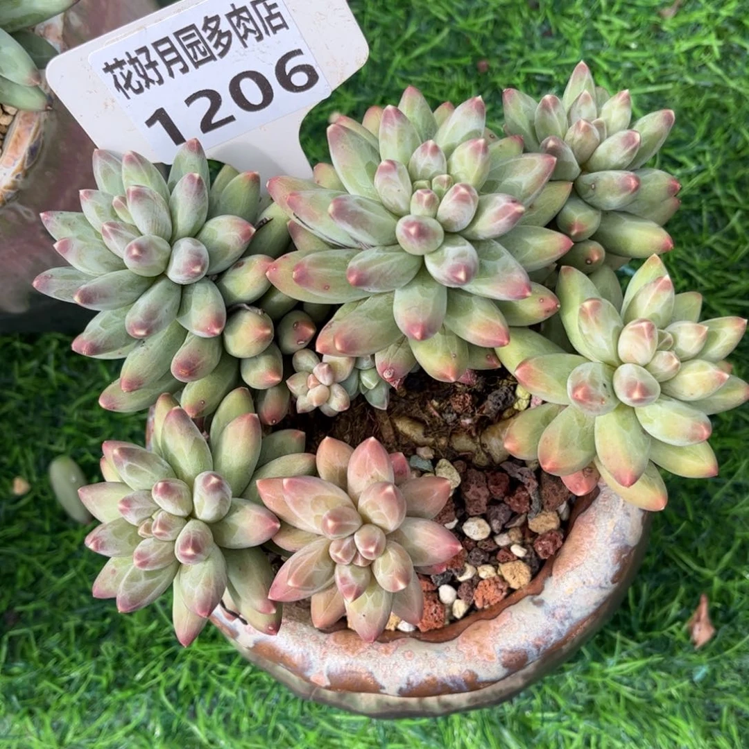 多肉植物1206 满30包邮