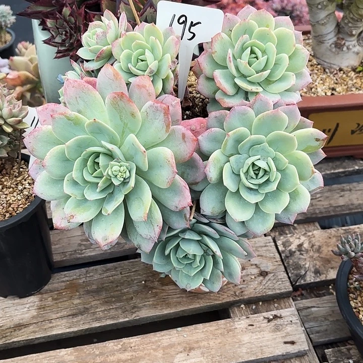 多肉植物，恋曲195号