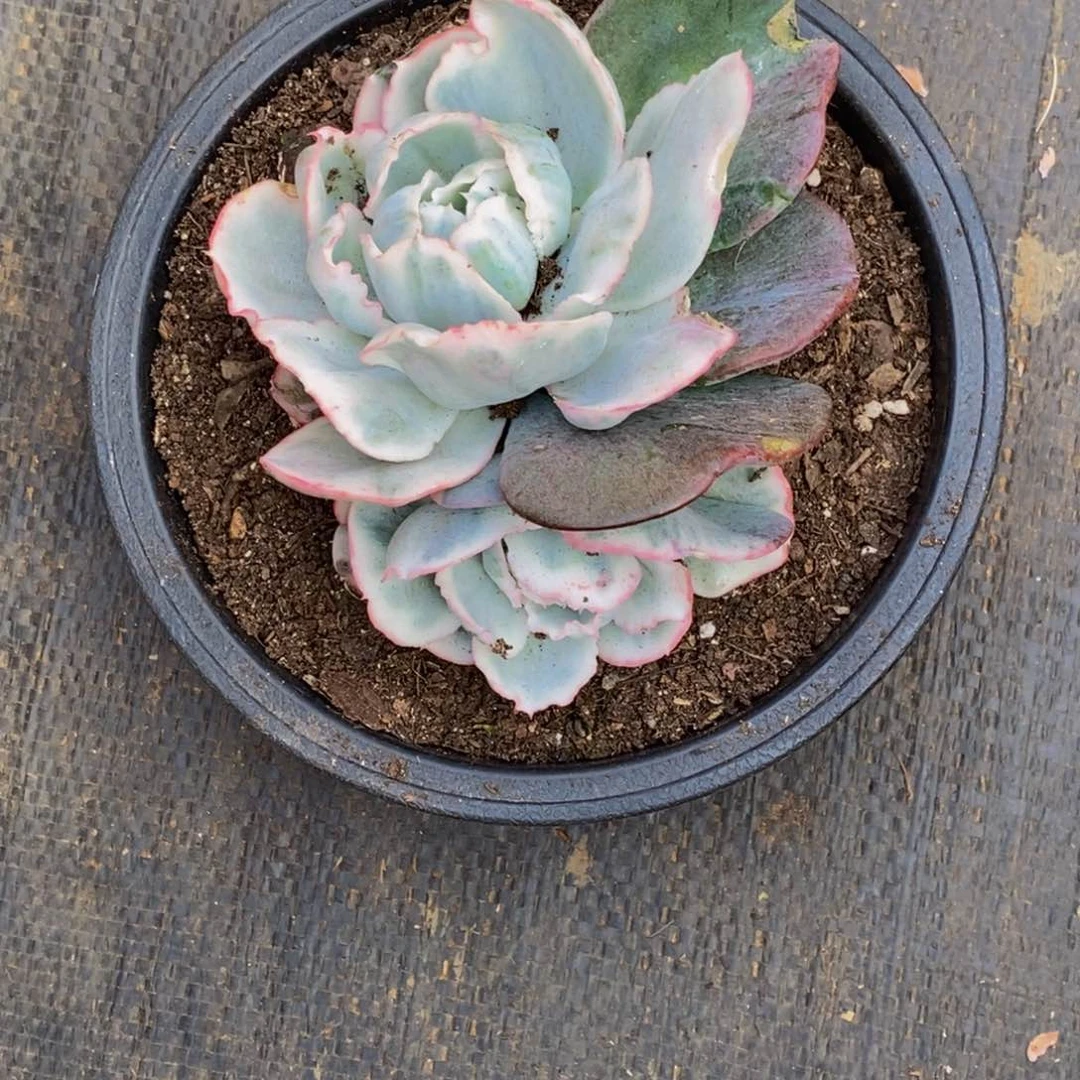 芬***密多肉植物一物一拍