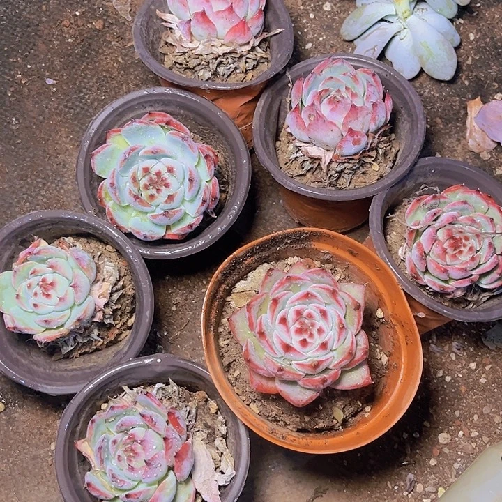 好喜欢看肖蘸和肖酱