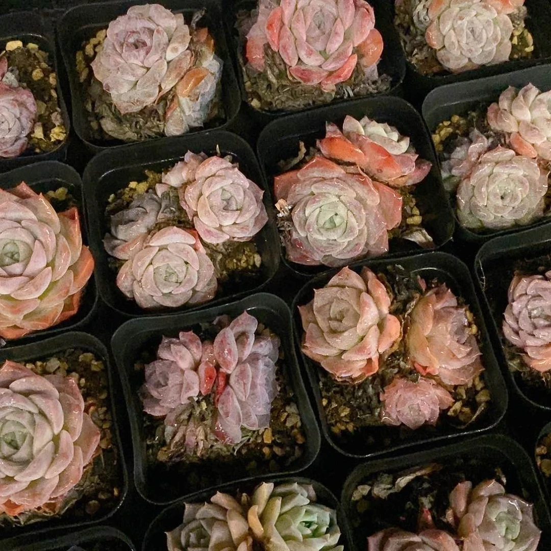 团。紫纯爱小黑方盆。福利多多