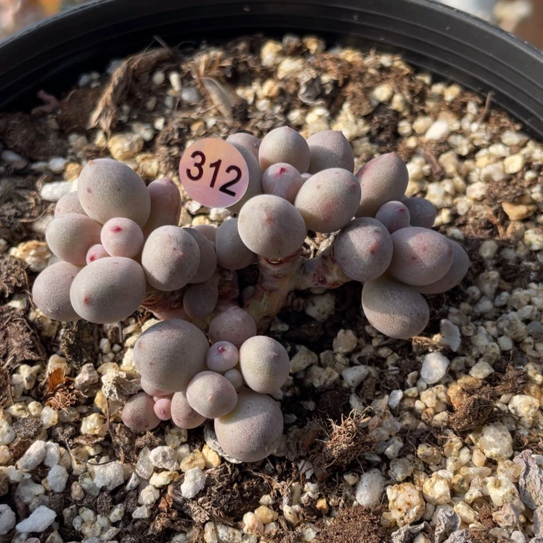 仙子奶酪出奶尖多肉