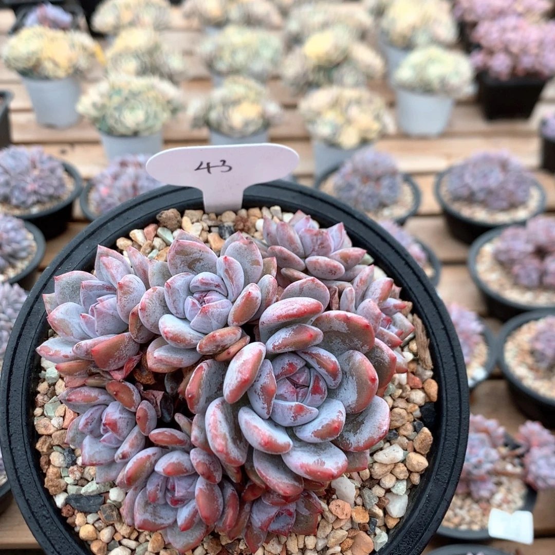 11.5厘米10头有砍石榴籽 特价 43