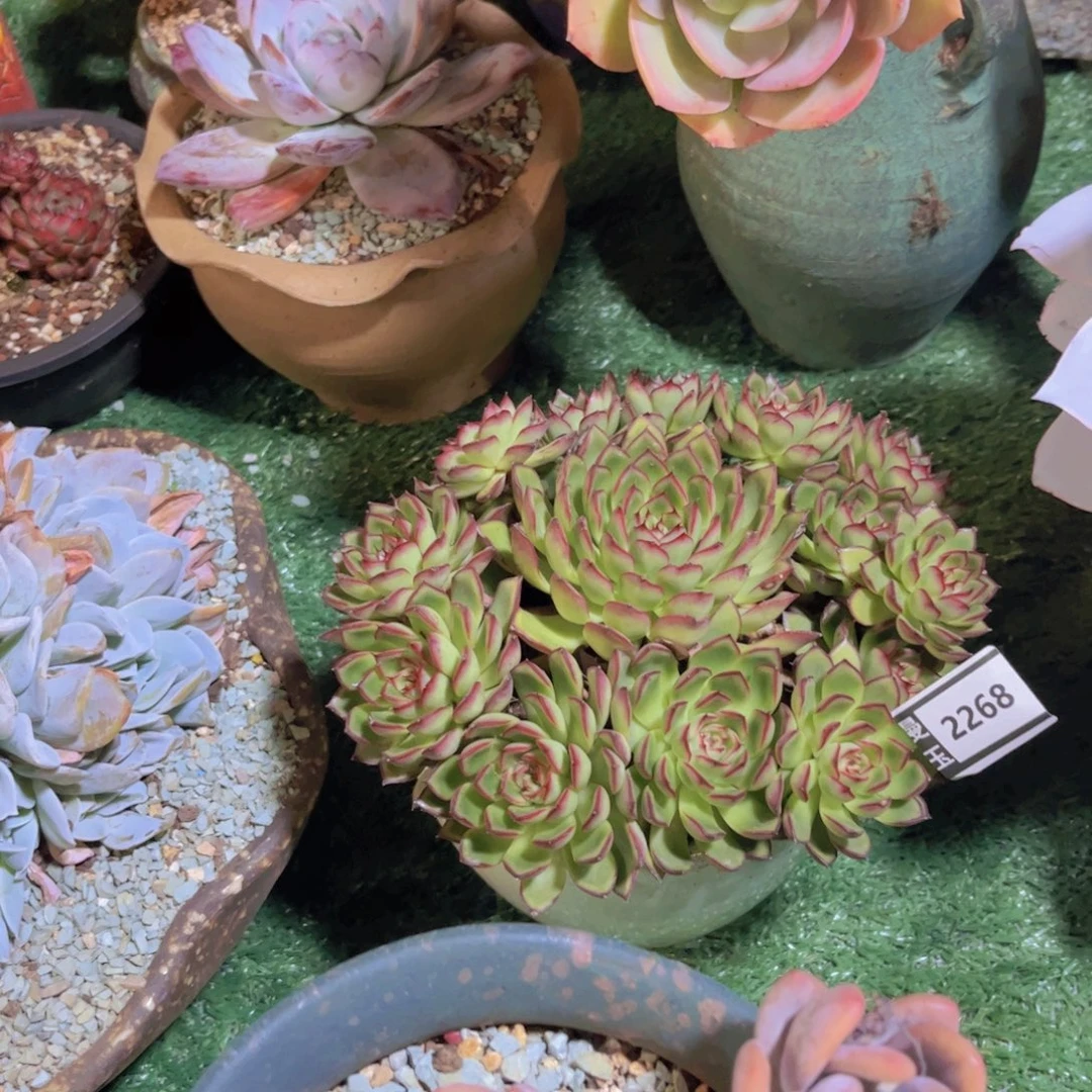 萤火虫多肉植物2268