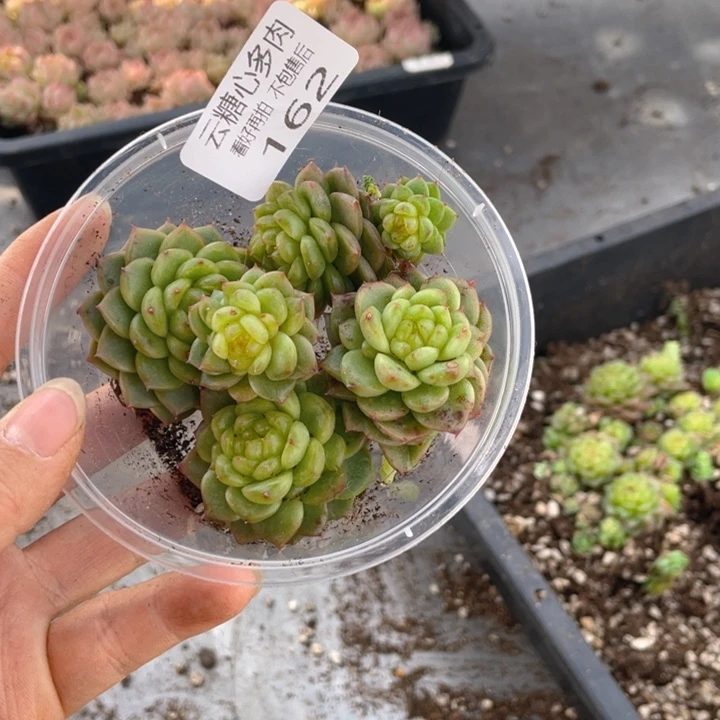 云糖心多肉植物162