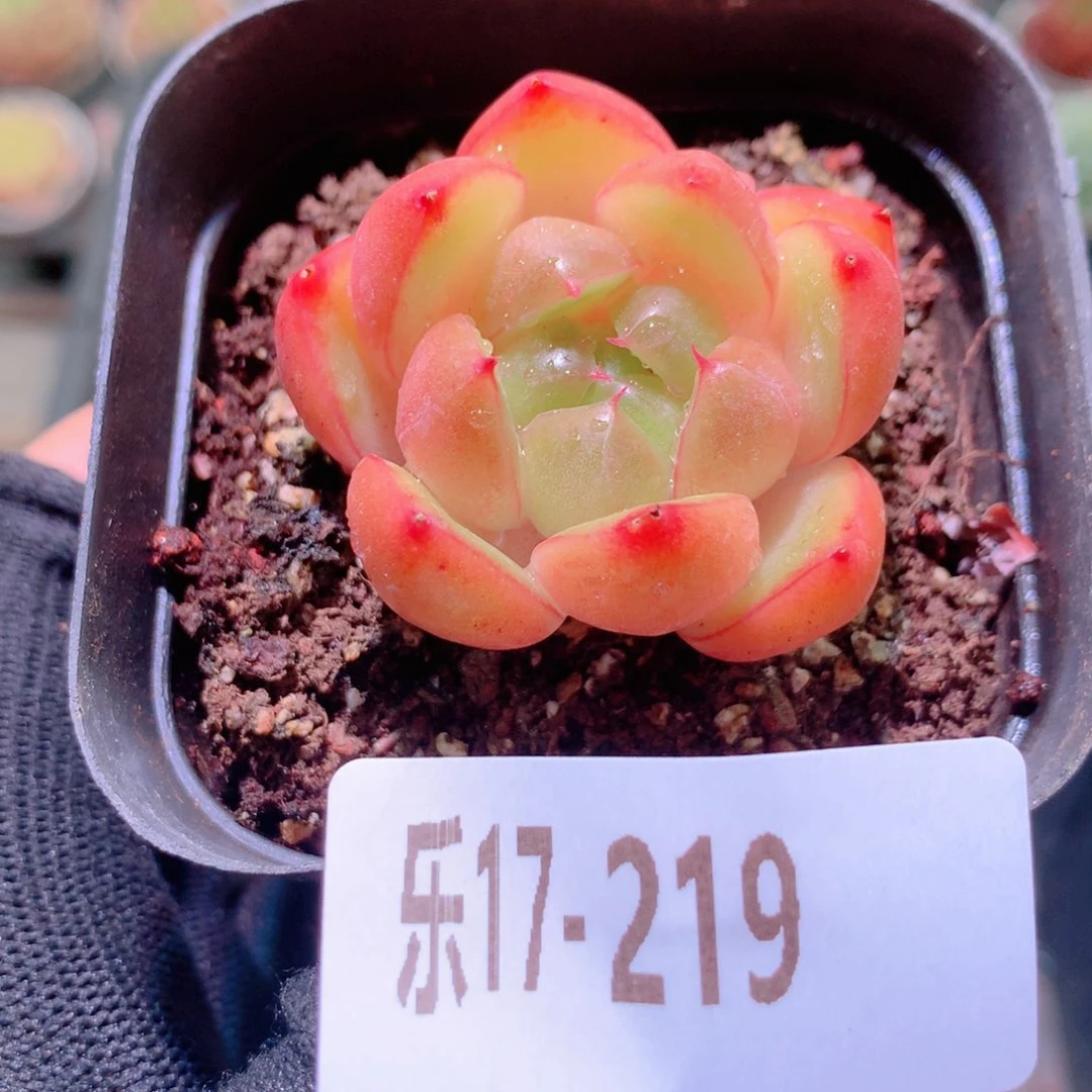 乐然17-219 皮埃拉珍妮