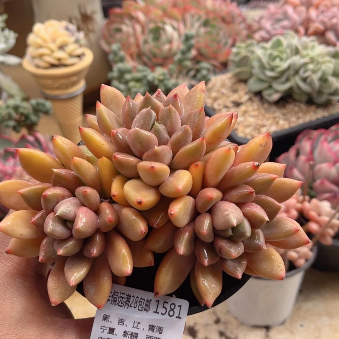 【闪购商品】1581红象牙