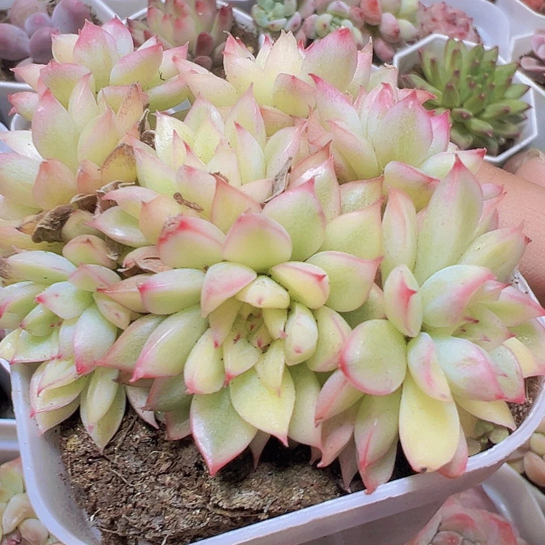 女雏锦19包邮多肉植物