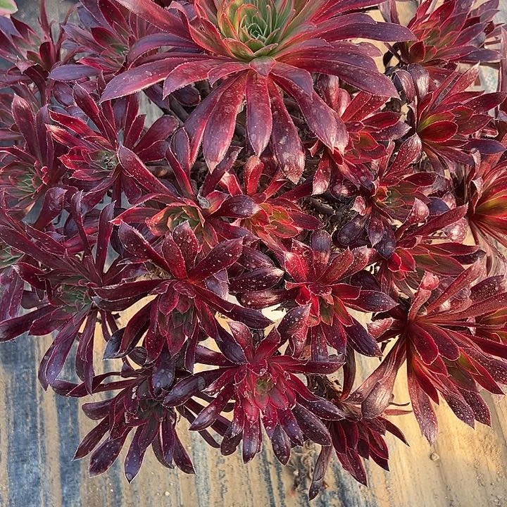 1.20-8孔雀锦多肉